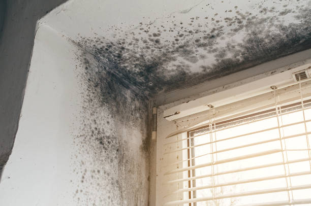 Affordable Mold Remediation solutions in Edgewater, CO